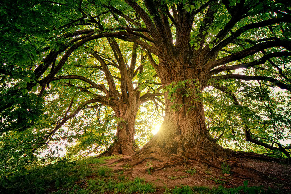 A great tree with visible roots, crossed by light