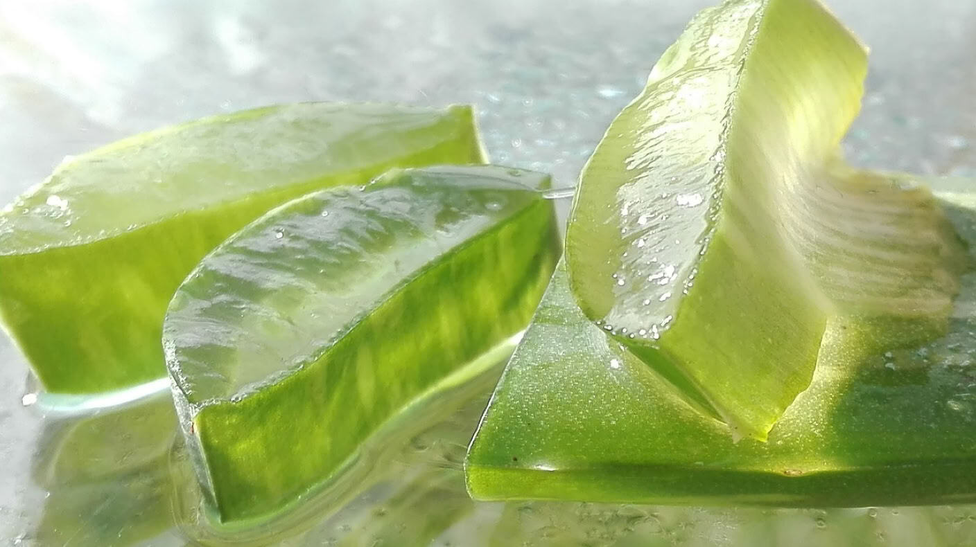 Fette di aloe vera fresca
