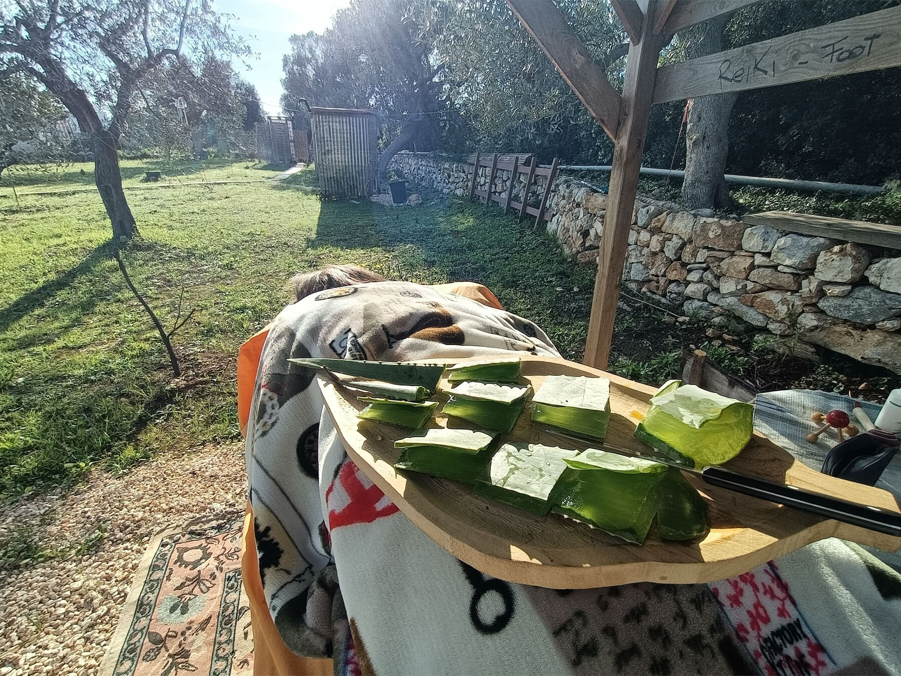 Foglie di aloe vera appena tagliate a Bibiland, pronte per il trattamento