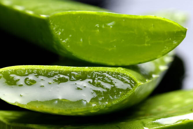 Foglia di aloe vera tagliata con il gel in vista