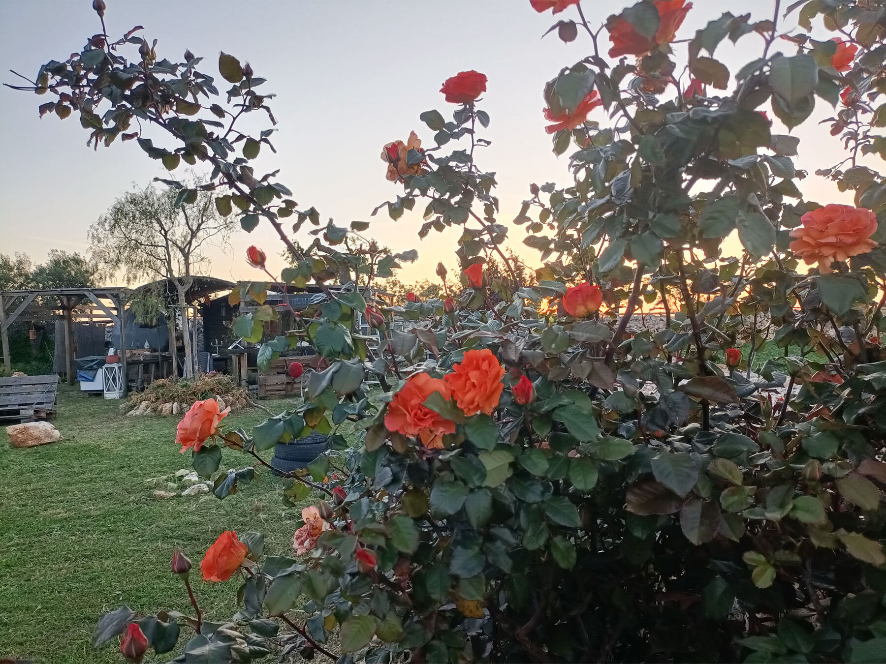 The roses of Bibiland at sunset